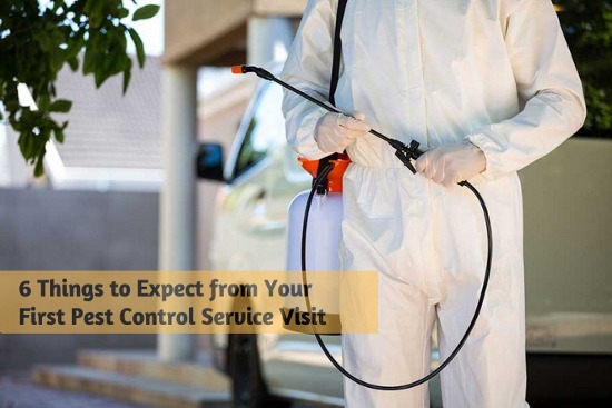 6 Things to Expect from Your First Pest Control Service Visit