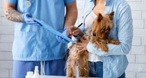 5 Things to Know When Choosing a Vet