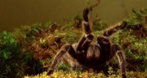 5 Interesting Facts You Must know About Zebra Tarantula