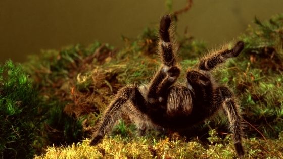 5 Interesting Facts You Must know About Zebra Tarantula