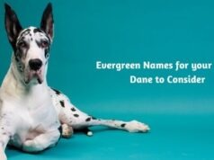 Evergreen Names for your Great Dane to Consider