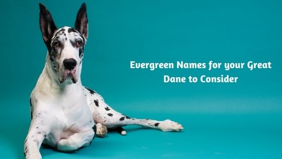 Evergreen Names for your Great Dane to Consider