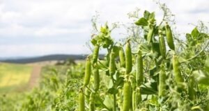 Growing Peas Commercially is Very Successful Business