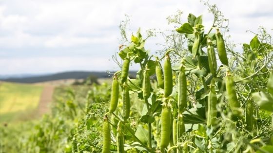 Growing Peas Commercially is Very Successful Business