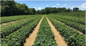 Organic Farming Tips and Tricks with Its Pros and Cons